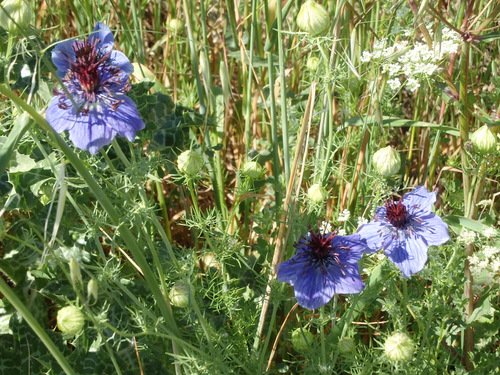 Purple flowers.